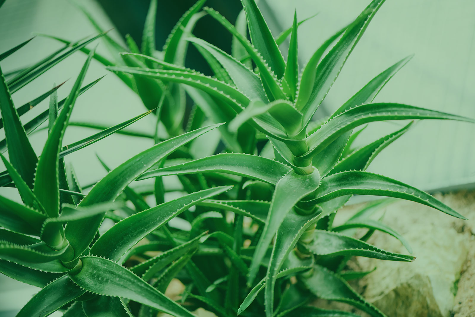 Μαξιλαρι υπνου Aloe Vera