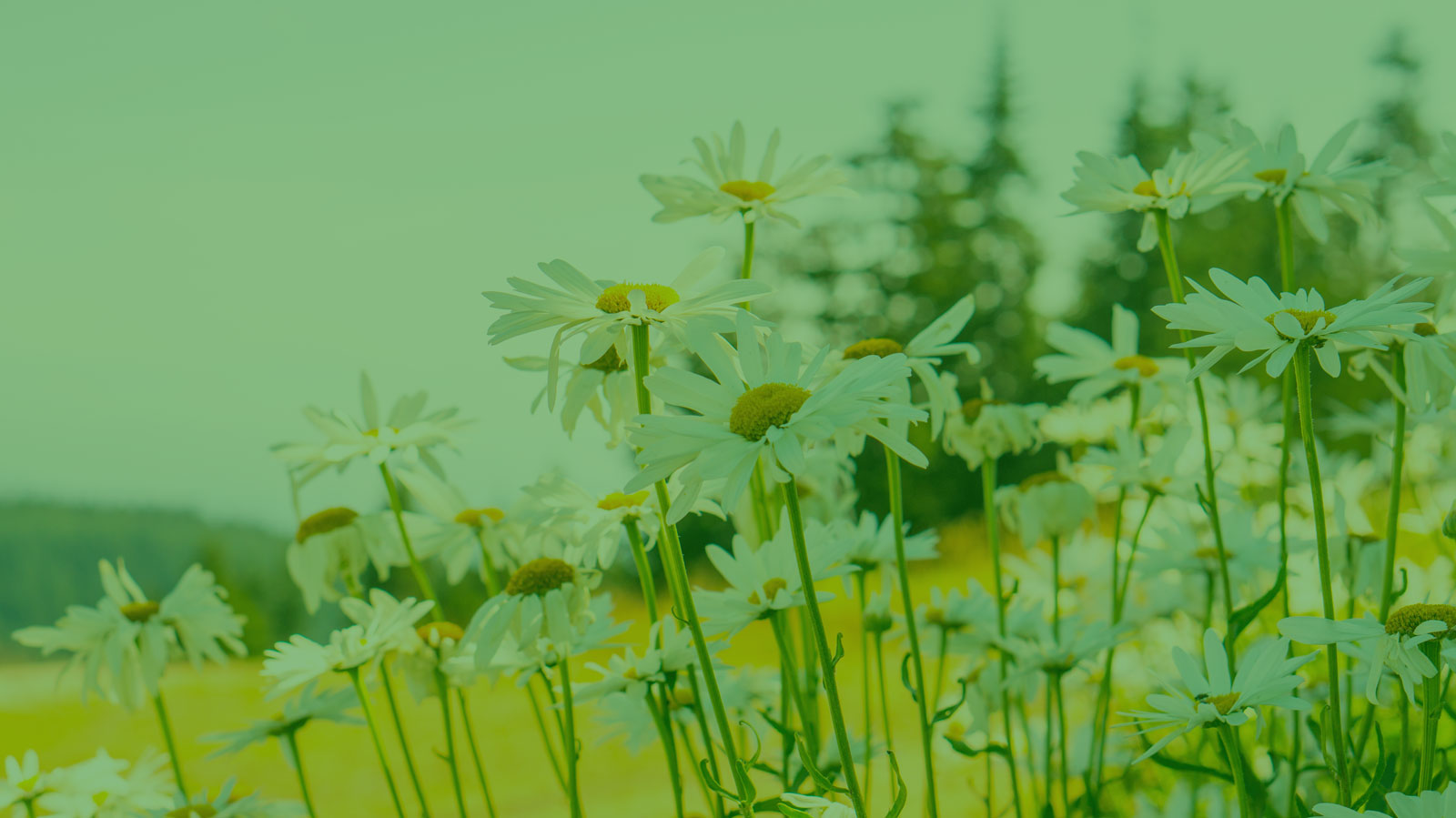 Μαξιλαρι υπνου chamomile