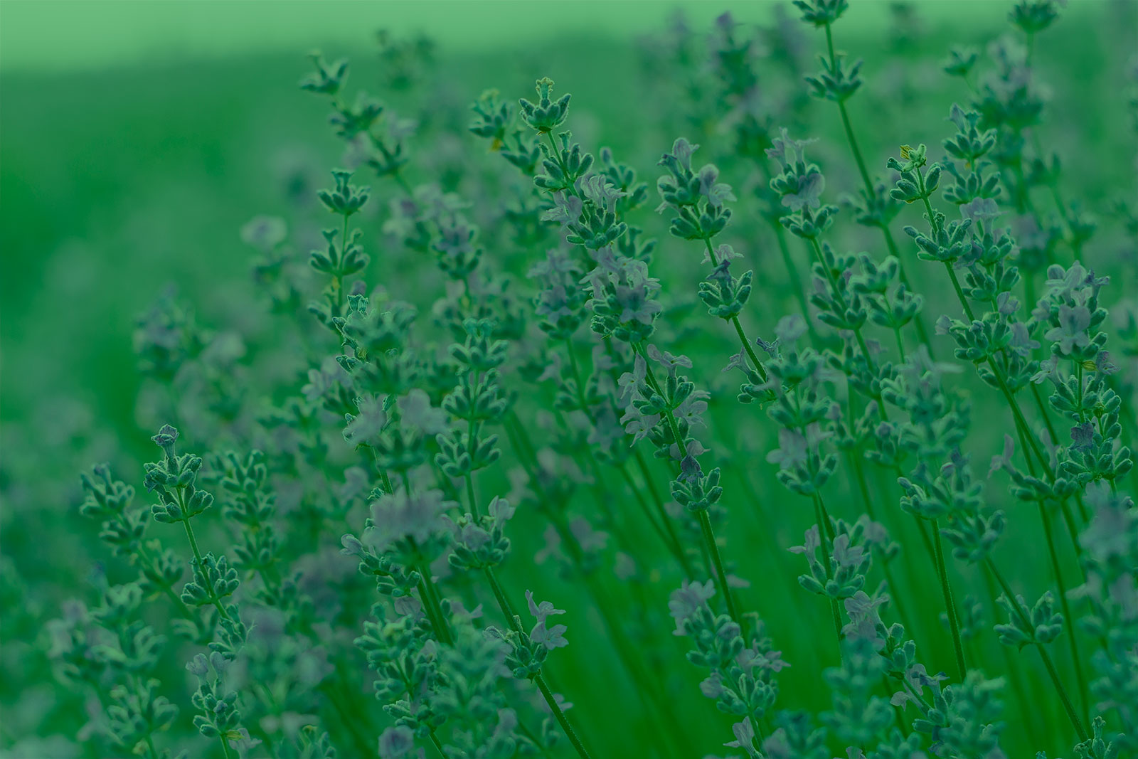 Μαξιλαρι υπνου Lavender